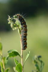 Eriogaster lanestris