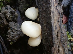 Conchomyces bursiformis