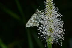 Muschampia tessellum