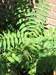 Ailanthus altissima