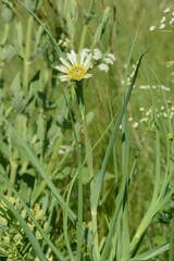 Tragopogon