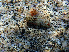 Conus imperialis