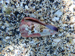 Conus imperialis