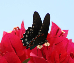 Battus philenor acauda