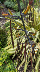 Phormium cookianum