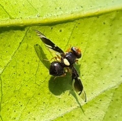 Calosphenisca unicuneata