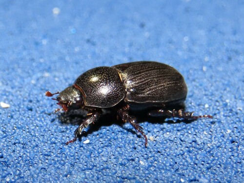 Sugarcane Beetle (Euetheola rugiceps) photo 4