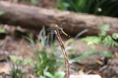 Orthetrum triangulare
