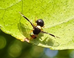 Calosphenisca unicuneata