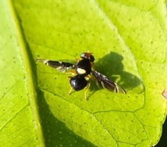 Calosphenisca unicuneata