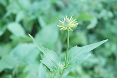 Rudbeckia californica