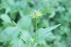 Rudbeckia californica