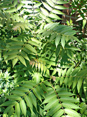 Ailanthus altissima