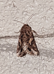 Spodoptera praefica
