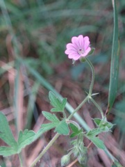 Geranium divaricatum