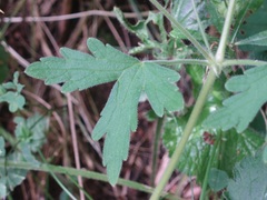 Geranium divaricatum