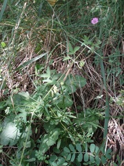 Geranium divaricatum