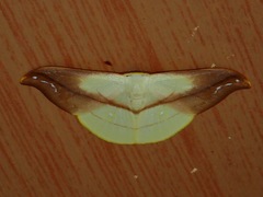 Tridrepana argentistriga