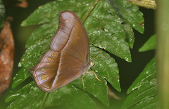 Coelites epiminthia