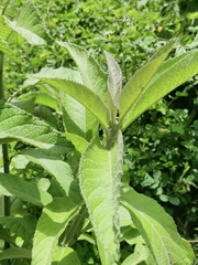 Blumea balsamifera