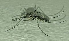 Culicidae