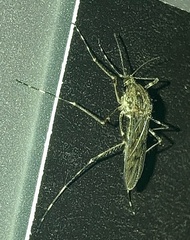 Culicidae
