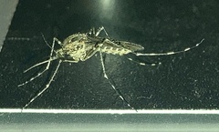 Culicidae