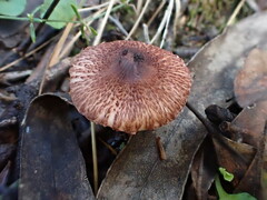 Lepiota haemorrhagica