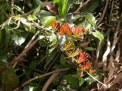 Englerina inaequilatera