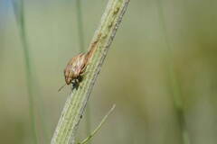 Odontotarsus