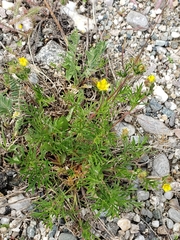 Potentilla bimundorum