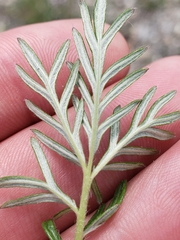 Potentilla bimundorum