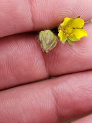 Potentilla bimundorum