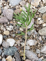 Potentilla bimundorum