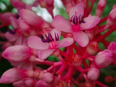 Medinilla speciosa