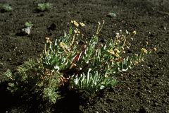 Senecio aetnensis