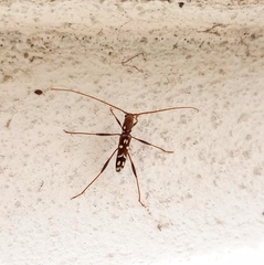 Clytocera chionospila