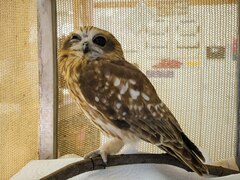 Ninox boobook ocellata