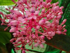Medinilla speciosa