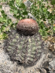 Melocactus peruvianus