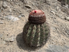 Melocactus peruvianus