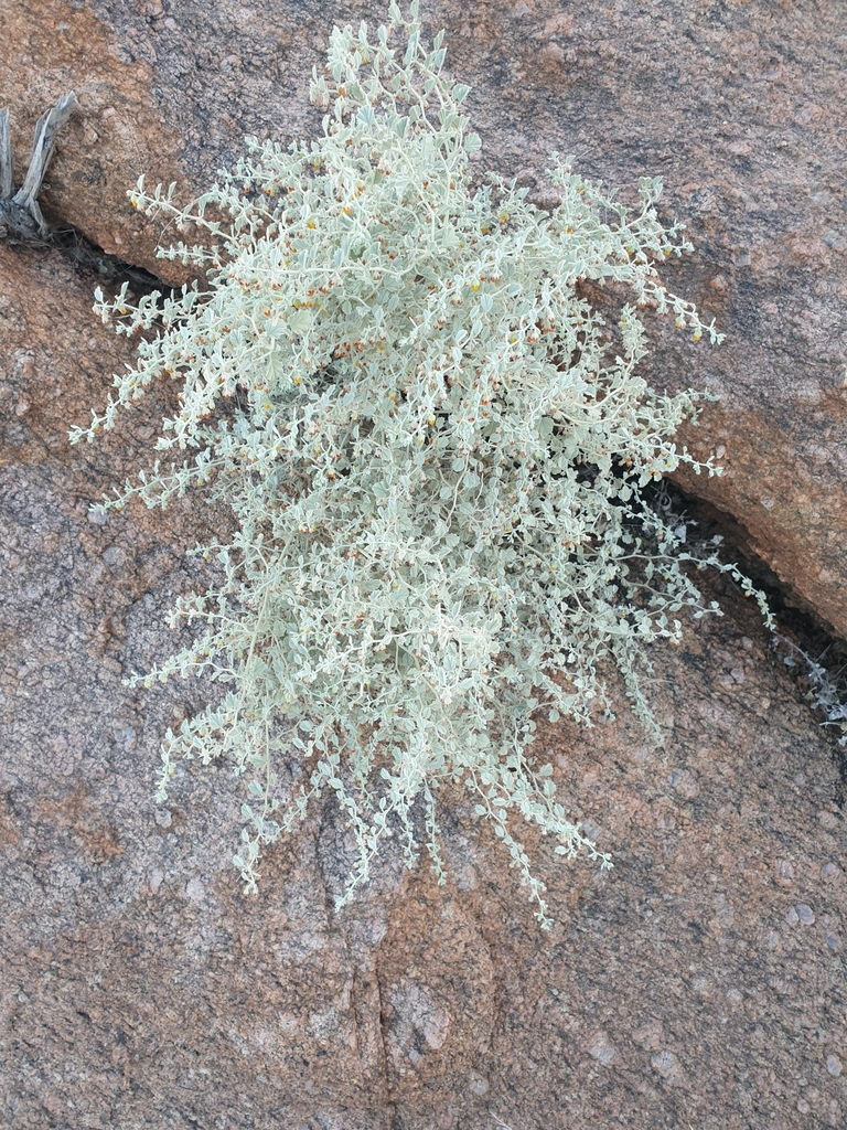 Hermannia minutiflora from KhâiMa Municipality, South Africa on June