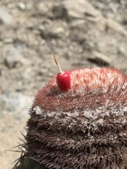Melocactus peruvianus
