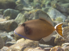 Sufflamen albicaudatum