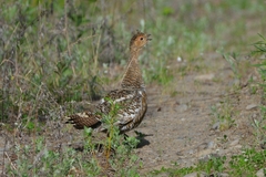 Tetrao urogalloides kamtschaticus