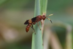 Trogomorpha arrogans