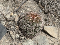Melocactus peruvianus