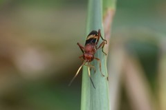 Trogomorpha arrogans