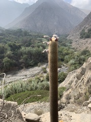 Haageocereus pseudomelanostele