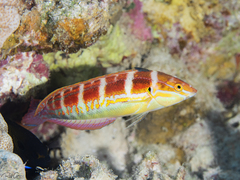 Coris caudimacula